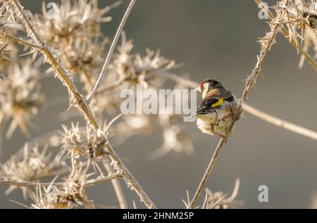 Europäischer Goldfink, Carduelis carduelis, männlich, thront auf einer trockenen Distel. Spanien. Stockfoto