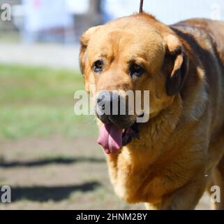 Hunderasse Spanisch Mastiff Stockfoto
