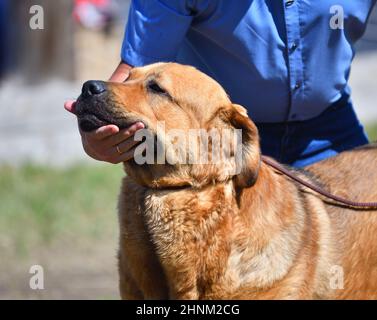 Hunderasse Spanisch Mastiff Stockfoto