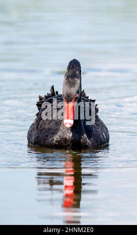 Black Swan in Großbritannien Stockfoto
