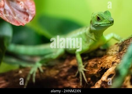 Grün gefiederten Basilisk Basilisk auch genannt, ist eine Pflanzenart aus der Gattung der Eidechse in Mittelamerika Stockfoto