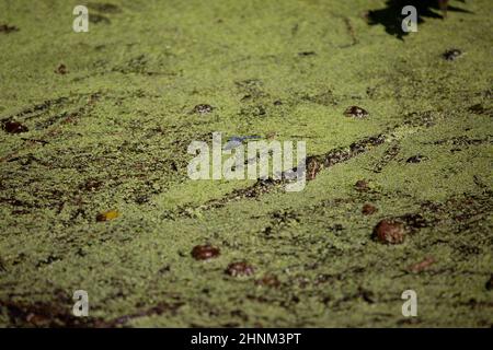 Östlicher Pondhawk (Erythemis simplicicollis), der auf sumpfigen Gewässern thront Stockfoto