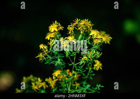 Viele zarte gelbe Blüten der Hypericum perforatum Pflanze, allgemein bekannt als Perforat oder Johanniskraut, in einem Garten an einem sonnigen Frühlingstag Stockfoto