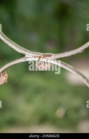 Leere Cicada (Cicadoidea) Muscheln hängen an einer Porch-Halterung Stockfoto