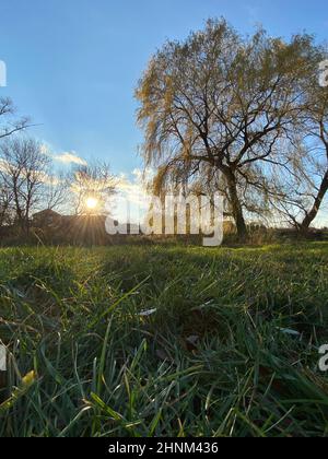 Vertikale Aufnahme eines großen Herbstbaums auf dem Feld bei Sonnenuntergang Stockfoto