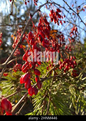 Nahaufnahme einer vertikalen Aufnahme von roten, frischen, wilden Berberitze, die unter der Sonne wächst Stockfoto