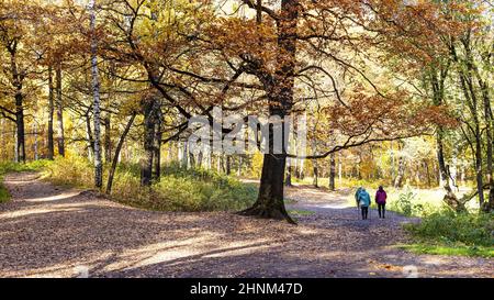 Panoramablick auf den Eichenzweig über die Fußwege Stockfoto