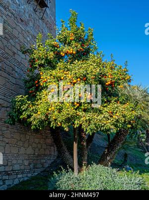 Nahaufnahme eines Orangenbaums (Citrus sinensis) Stockfoto