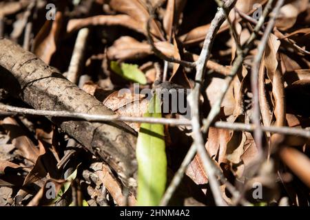 Kröte an der Golfküste (Incilius valliceps), getarnt in Blattstreu Stockfoto