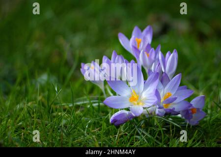 Ein britischer, frühlingsblühender Krokus, Crocus sativus, in voller Blüte in der frühen Morgensonne. Die Pflanze wächst zwischen Gras auf einem Gartenrasen Stockfoto