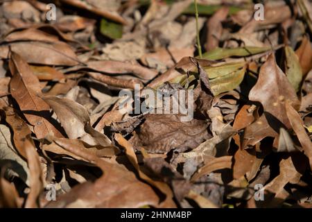 Rotbanderiger Haarstreifenschmetterling (Calycopis cecrops) auf braunen, absterbenden Blättern Stockfoto
