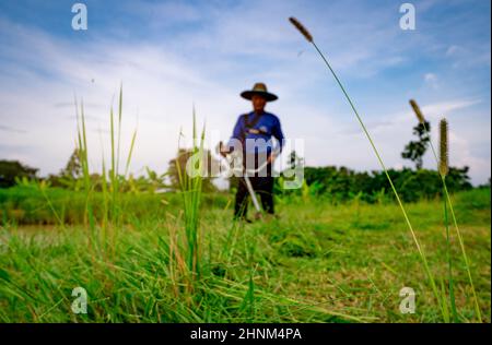 Grasblume auf verschwommenem Mann mit Schulterrasenmäher. Asiatischer Mann schneidet Gras mit Rasenmäher. Gartenpflege und Pflege. Landschaftsgestaltung. Mann mäht grünes Gras und Unkraut für Viehfutter. Stockfoto