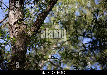 Erwachsener Rotkopfspecht (Melanerpes erythrocephalus) auf der Nahrungssuche auf einem Baumstamm Stockfoto