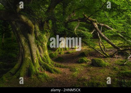 Majestätische alte und uralte Buche mit Moos bedeckt und von Sonnenlicht in launischem, tiefdunklem Wald, Glenariff Forest Park, Antrim, Nordirland, beleuchtet Stockfoto