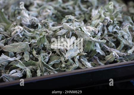 Getrocknete Minze, getrocknete Phyllisquine Mentha pulegium, Kräuter, Stockfoto