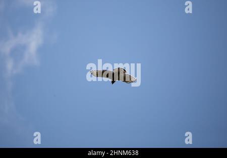 Rotschulter Falke (Buteo lineatus), der hoch am Himmel fliegt Stockfoto