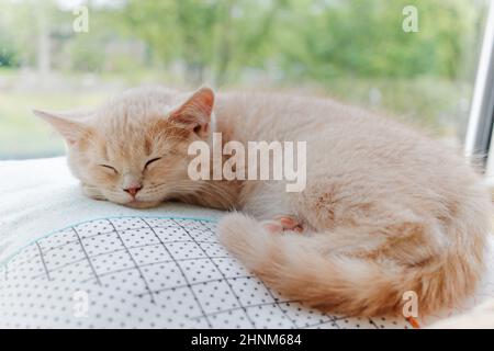 Niedliche Kurzhaarkatze schläft auf einem Kissen mit Sonnenfenster im Hintergrund Stockfoto