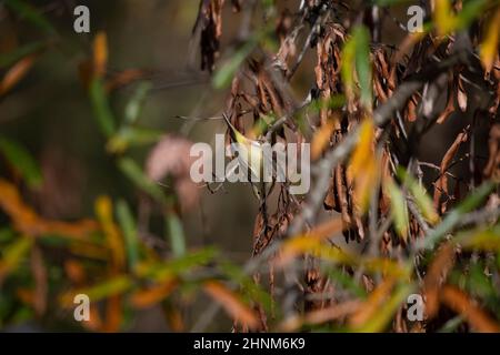 Orangebratenen Waldsänger (Vermivora celata) auf der Nahrungssuche nach absterbenden Blättern Stockfoto
