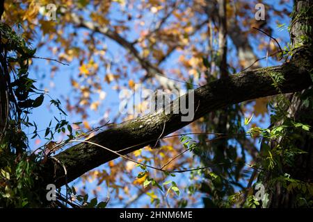 Ostgrauhörnchen (Sciurus carolinensis), das sich an einem moosbedeckten Baumglied aussticht Stockfoto