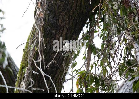 Carolina Chickadee (Poecile carolinensis) thront auf einem Baumglied in der Nähe von klarem Eis Stockfoto