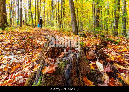 Pilzsammler, die in einem Laubwald nach Herbstpilzen suchen Stockfoto