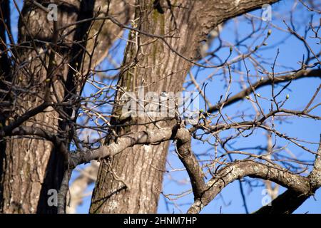 Carolina Chickadee (Poecile carolinensis), die auf einem Baumglied thront und einen Snack isst Stockfoto