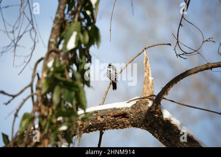 Weiblicher Specht (Picoides pubescens), der von seinem Barsch aus auf einen schneebedeckten Baumstamm blickt Stockfoto