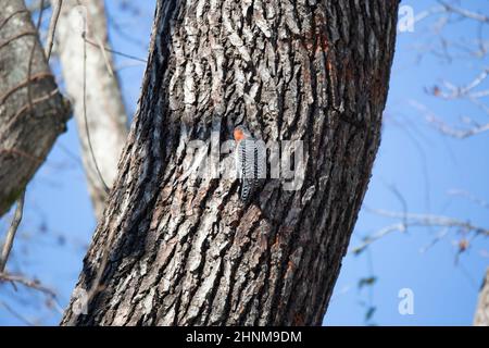 Weiblicher Rotbauchspecht (Melanerpes carolinus), der in einem Baumstamm auflandet Stockfoto