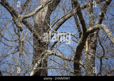 Majestätischer amerikanischer Rotkehlchen (Turdus migratorius), der an einem schönen, blauen Tag auf einem Ast thront Stockfoto
