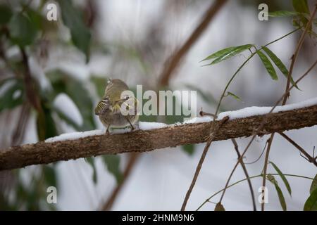 Männliches rubbedecktes Königskingelchen (Regulus calendula) auf einem verschneiten Ast Stockfoto