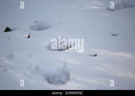 Menschliche Spuren tief im dicken, weißen Schnee Stockfoto