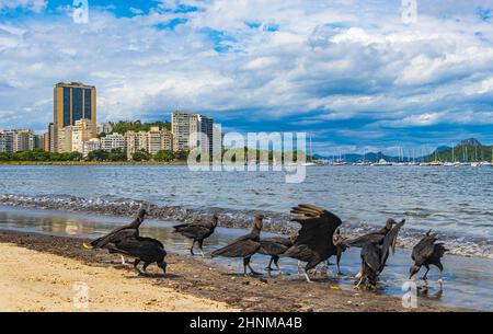 Tropische Schwarzgeier fressen Fischkadaver Rio de Janeiro Brasilien. Stockfoto