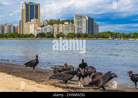 Tropische Schwarzgeier fressen Fischkadaver Rio de Janeiro Brasilien. Stockfoto