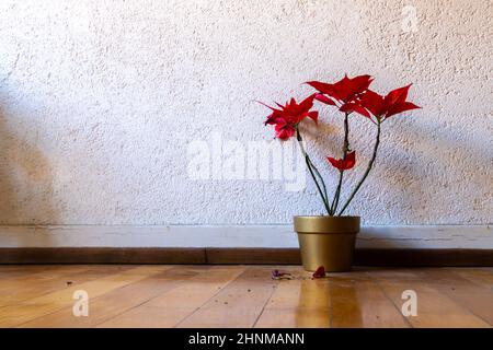 Weihnachtssterne Pflanze in einem goldenen Blumentopf, der auf einem Parkettboden in einem Flur steht Stockfoto