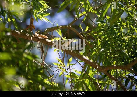 Unreifer Tennessee-Waldsänger (Leiothlypis peregrina), der von seinem Barsch aus auf einen Baumglied blickt Stockfoto