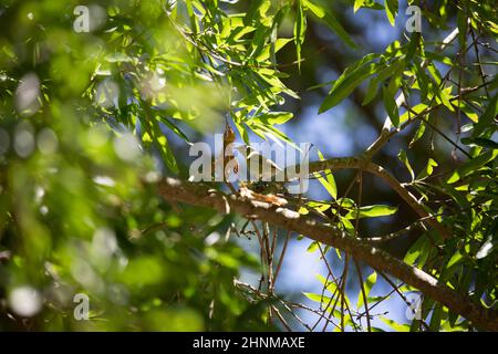 Unreifer Tennessee-Waldsänger (Leiothlypis peregrina), der auf einem Blatt auf einem Ast auf Nahrungssuche ist Stockfoto