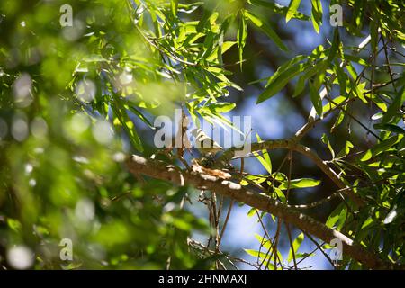 Unreifer Tennessee-Waldsänger (Leiothlypis peregrina) schaut neugierig auf die Suche nach Nahrung Stockfoto