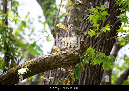 Weinrebe mit gelben Blättern, die sich über einen Baumstamm schlängeln Stockfoto