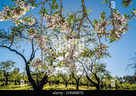 MADRID, SPANIEN - 13. MÄRZ 2021: Menschen, die einen sonnigen Frühlingstag genießen und die Mandelbaumblüte im Park Quinta de los Molinos in Madrid, Spanien, besuchen Stockfoto