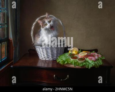 Lustige sibirische Kitty und Teller mit Meeresfrüchten Stockfoto