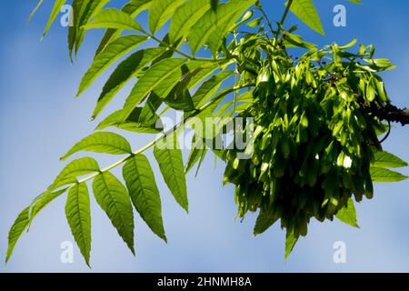 Europäische Esche / Gemeine Esche Fraxinus excelsior Samen und Blätter, Fraxinus Samen Stockfoto