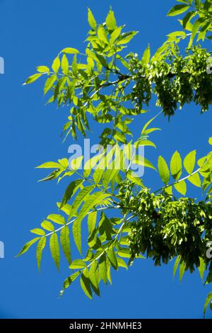 Europäische Esche / Gemeine Esche Fraxinus excelsior Blätter auf Ast Fraxinus Blätter Stockfoto