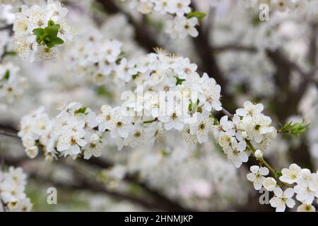 Zweige eines blühenden Baumes gegen den Himmel. Kirschpflaumenblüten. Stockfoto