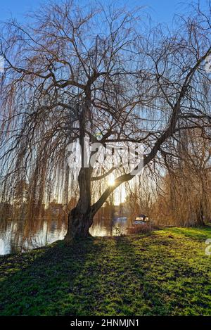 Trauerweiden, Salix Chrysocoma am Flussufer bei Shepperton an einem sonnigen Wintertag Surrey England UK Stockfoto