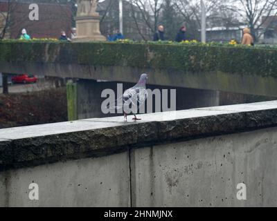 Eine Taube, die auf einer Balustrade auf Menschen zugeht. Die Menschen befinden sich auf einer Brücke, die den Fluss Ems überquert. Stockfoto