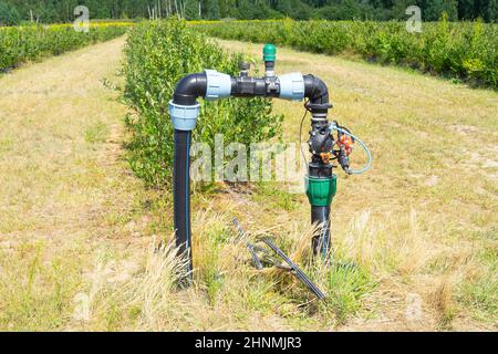 Teil der Heidelbeeren Farm Tropfbewässerungssystem. Stockfoto