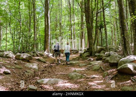 Gesundes Seniorenpaar, das im Sommer in einem schönen, sonnigen Wald spazierengeht; Konzept: Aktiver Ruhestand, gesunder Lebensstil Stockfoto