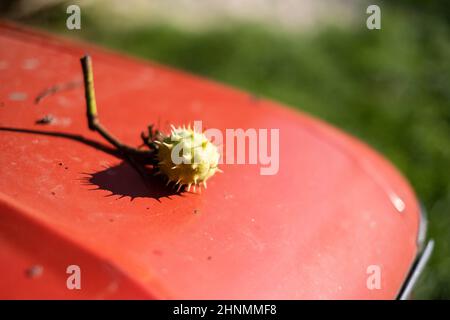 Stachelige Kastanie auf rotem Auto. September Natur Stockfoto