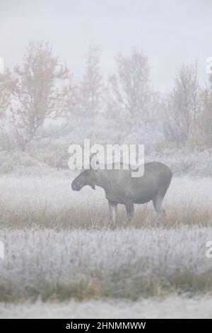 Elch / Elch (Alces alces) junger Bulle mit kleinem Geweih, der im frühen Morgennebel / Nebel in der Taiga im Herbst, Schweden, auf der Nahrungssuche ist Stockfoto