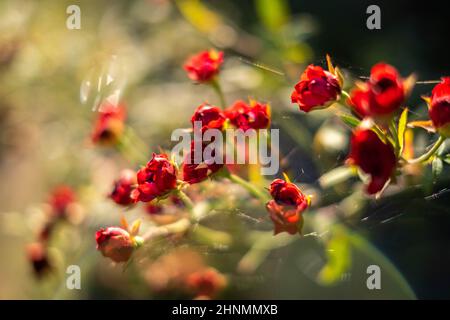 Kleine Buschrote Rosen Tapete. Sonniger Zweig von Stockfoto